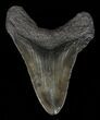 Bargain, Fossil Megalodon Tooth #60494-2